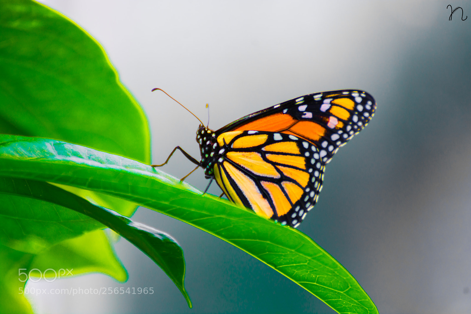 Nikon D7100 sample photo. Butter photography