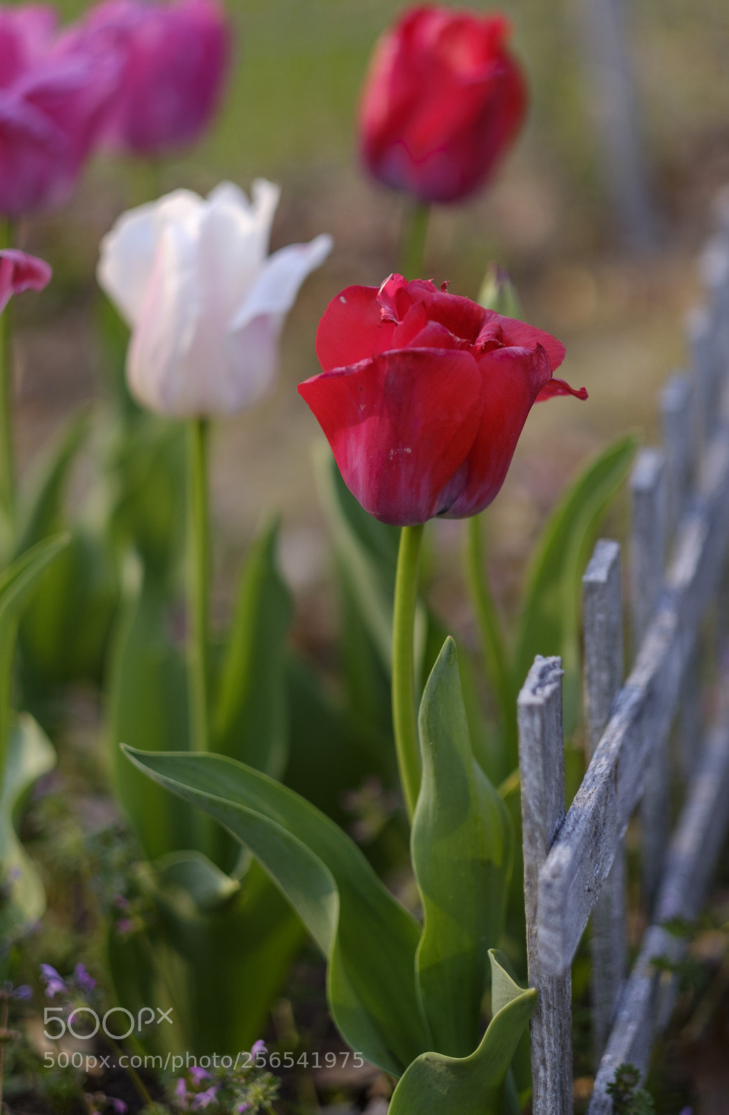 Fujifilm X-H1 sample photo. Tulip photography