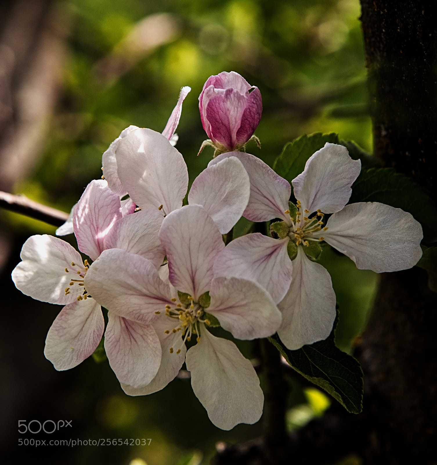 Nikon D810 sample photo. Fuji apple bloom photography