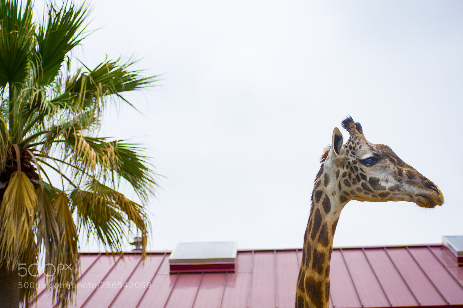 Nikon D3400 sample photo. Giraffe lookout  photography