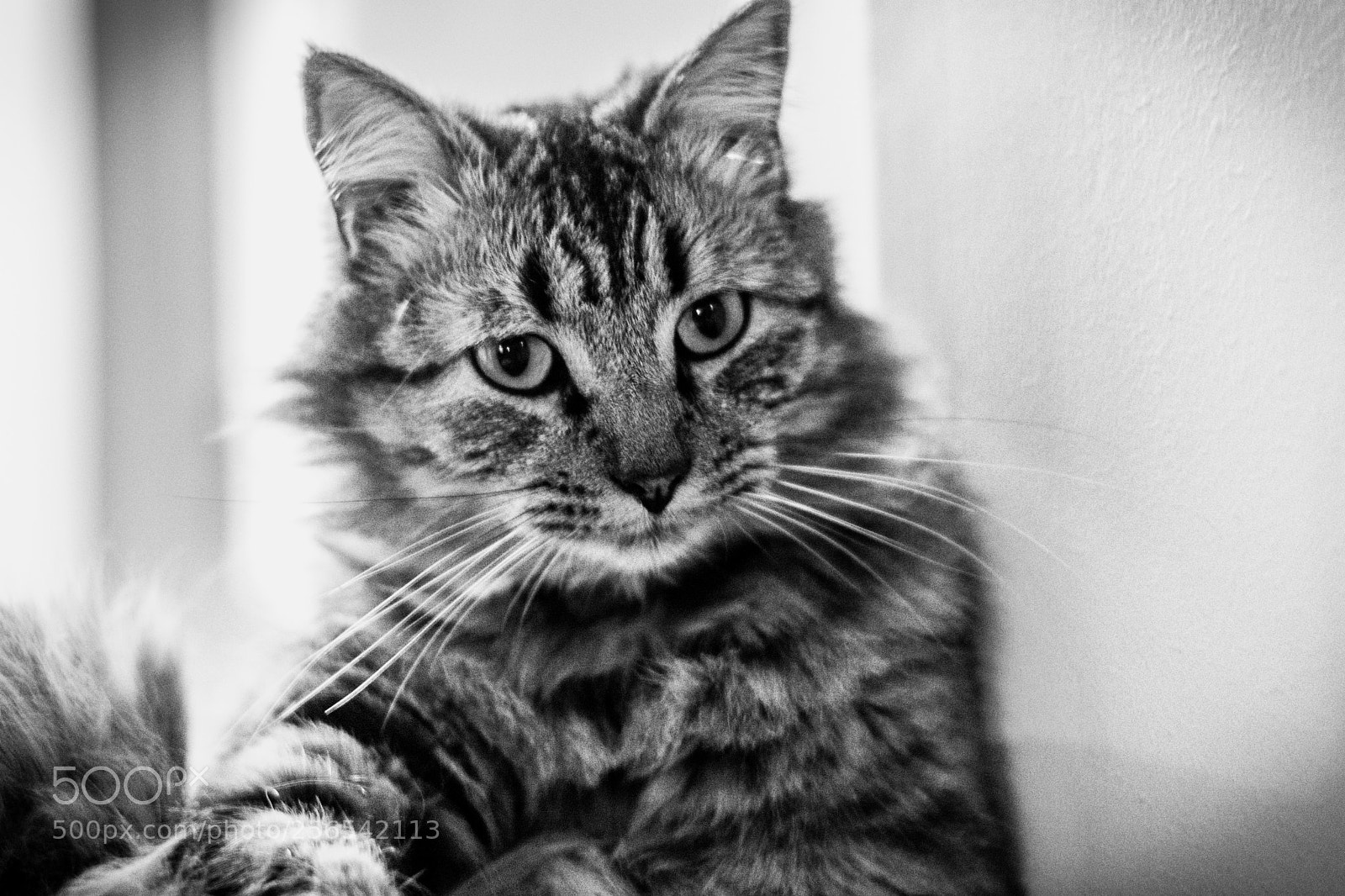 Nikon D7200 sample photo. Gato photography