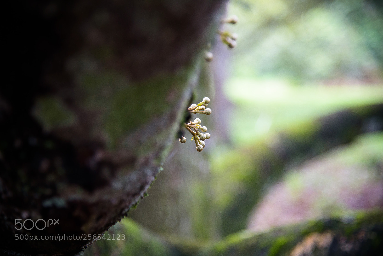 Nikon D750 sample photo. Durian flower buds photography