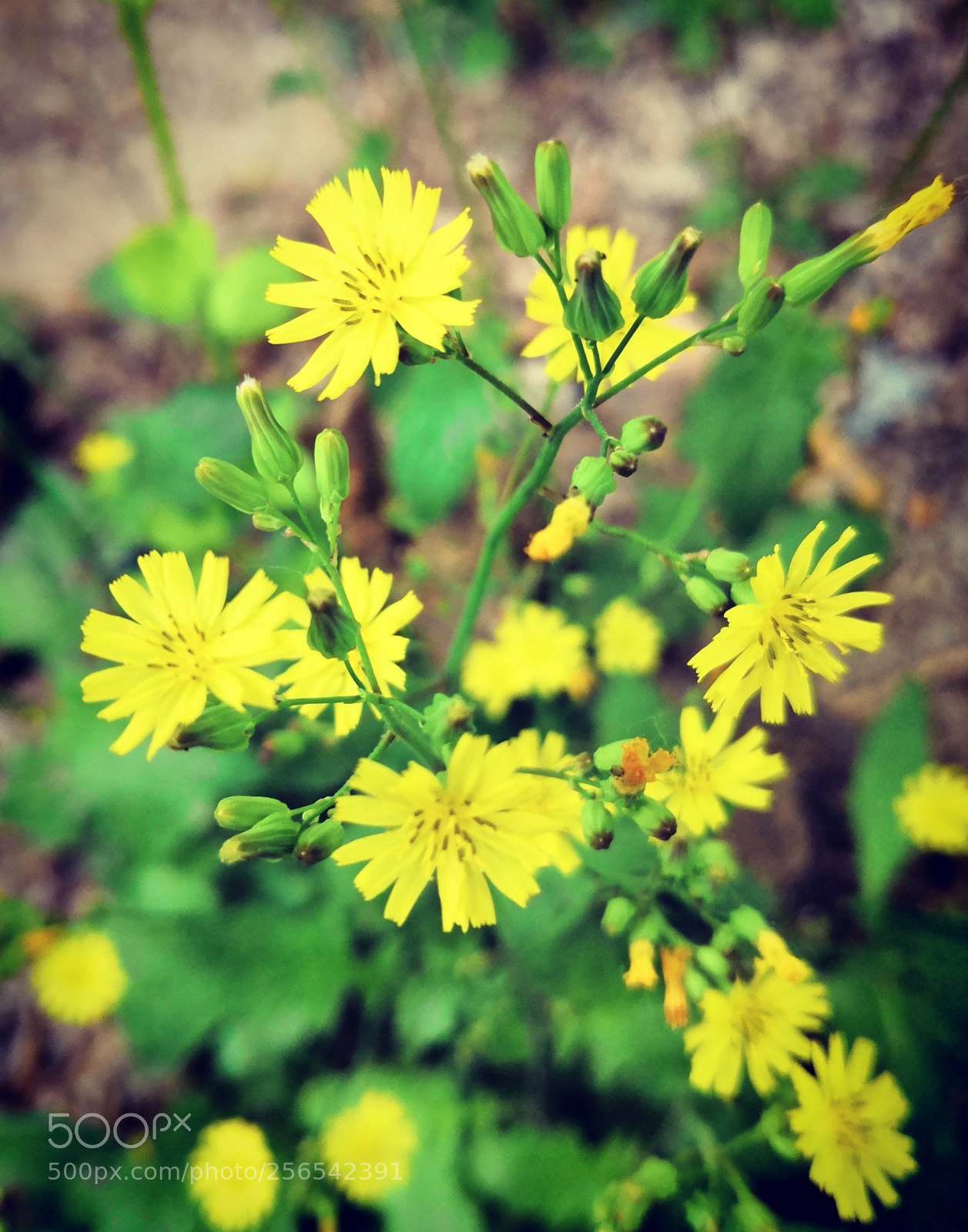 HUAWEI Honor 10 sample photo. Small flowers photography