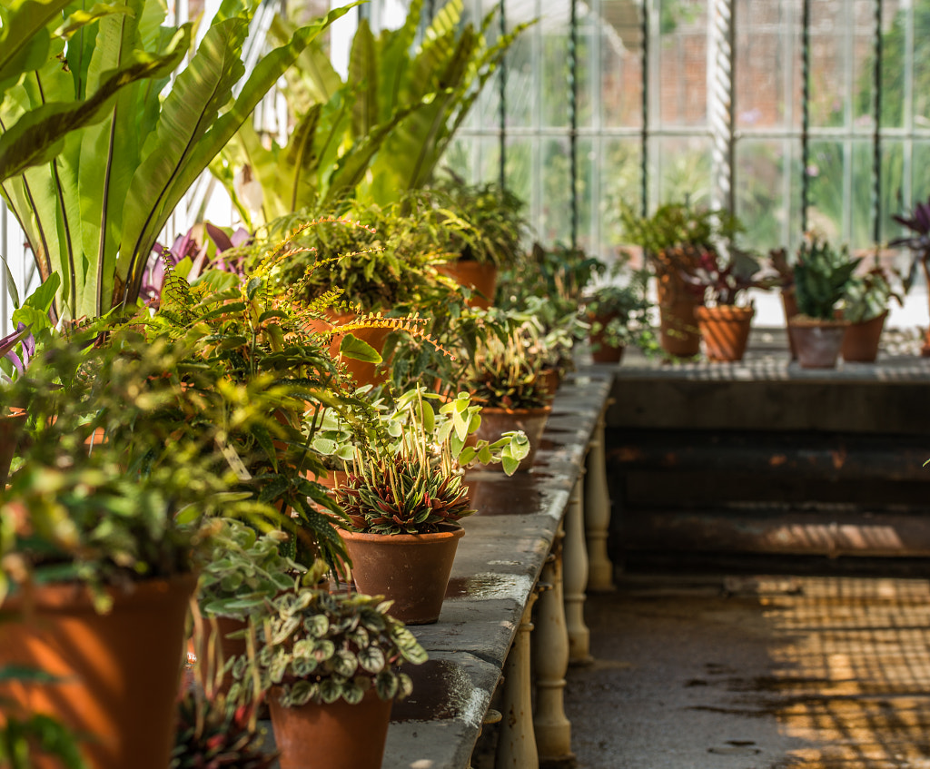 In the Potting Greenhouse by Ian Johnston on 500px.com
