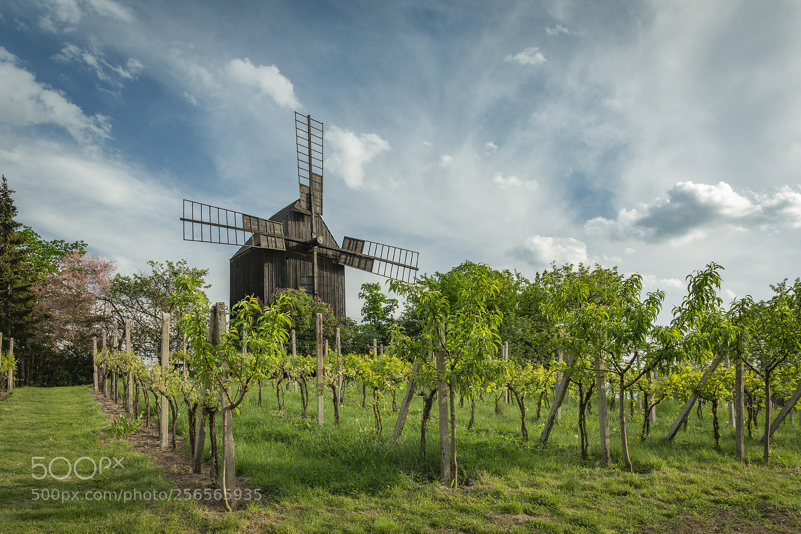 Canon EOS 70D sample photo. Windmill on vineyard photography