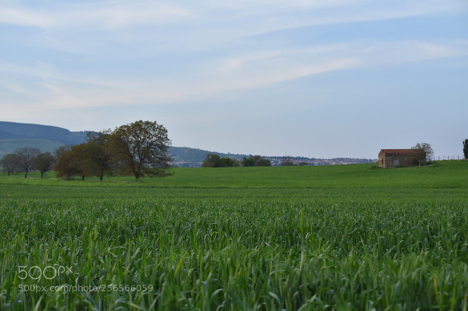 Nikon D3400 sample photo. Fly on grass photography