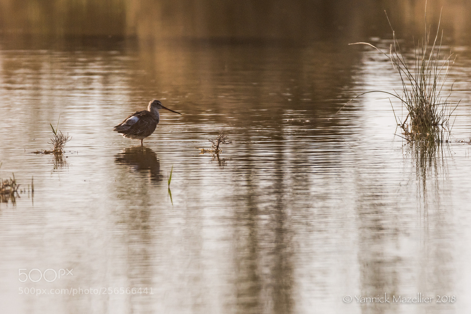 Nikon D500 sample photo. Ambiance camargue photography