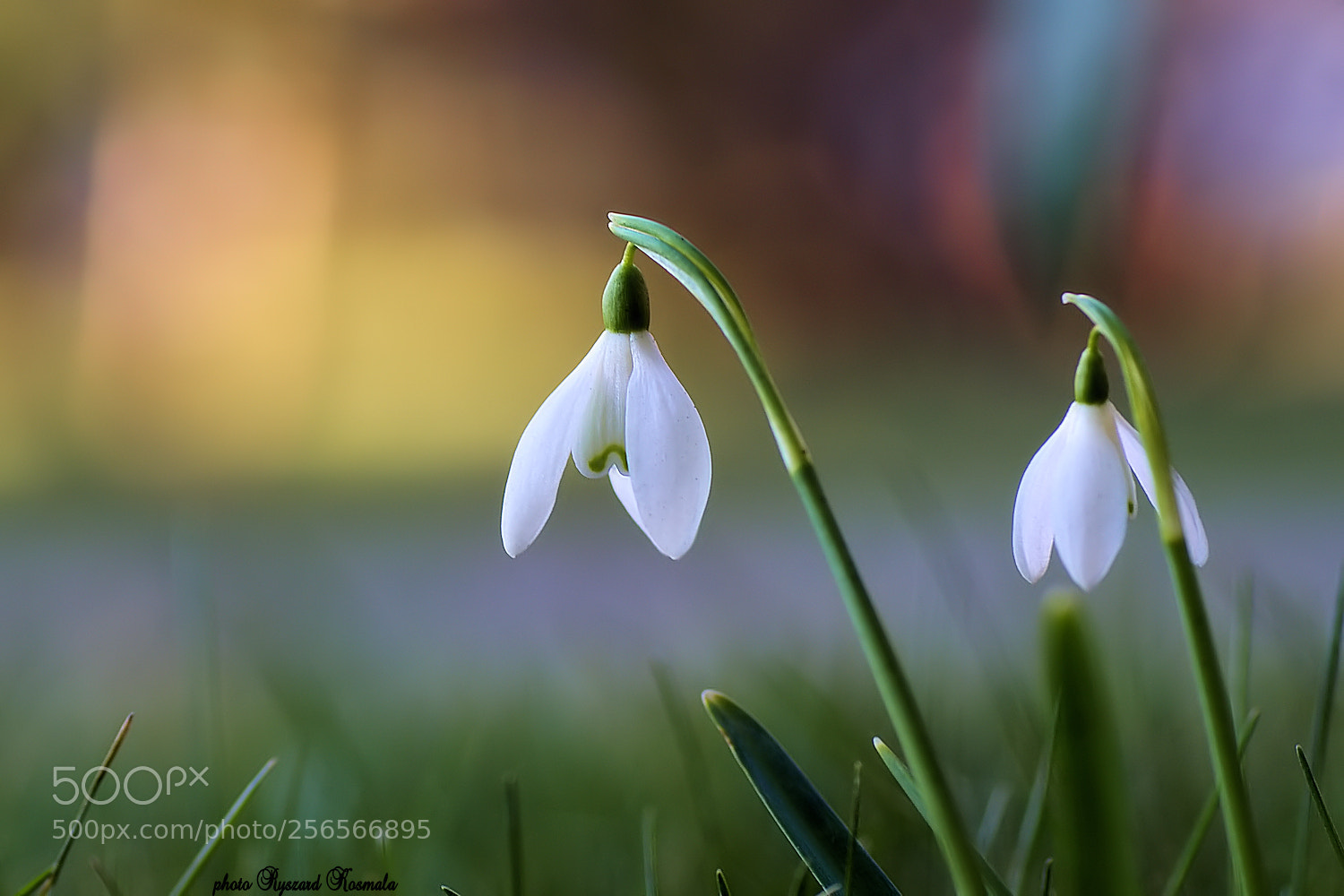 Sony Alpha DSLR-A300 sample photo. March memories... photography
