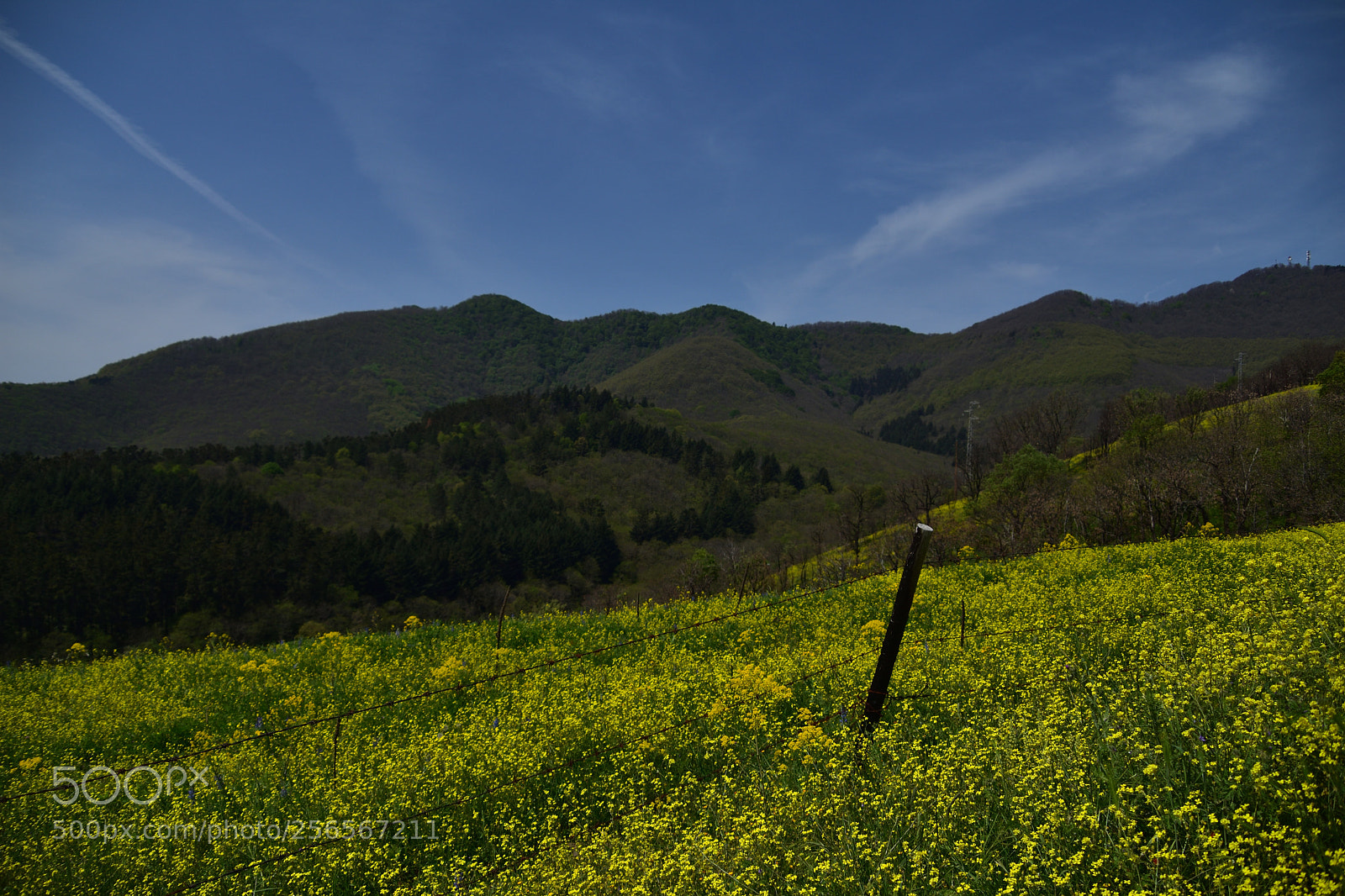 Nikon D3400 sample photo. Yellow carpet photography