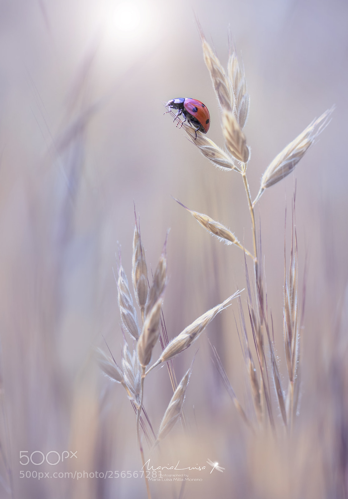 Canon EOS 80D sample photo. Ladybug, give me some photography
