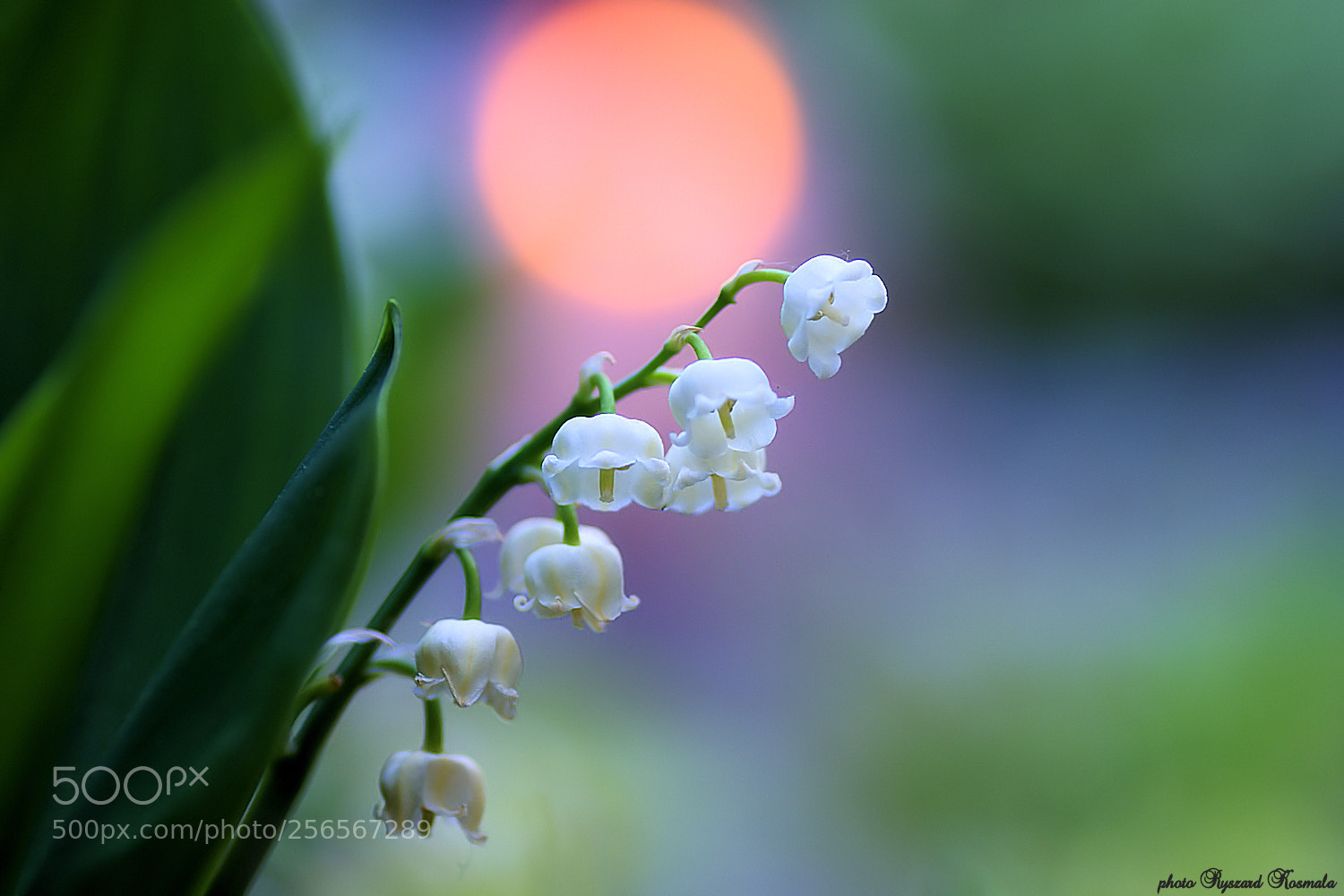 Sony Alpha DSLR-A300 sample photo. Lily of the valley photography