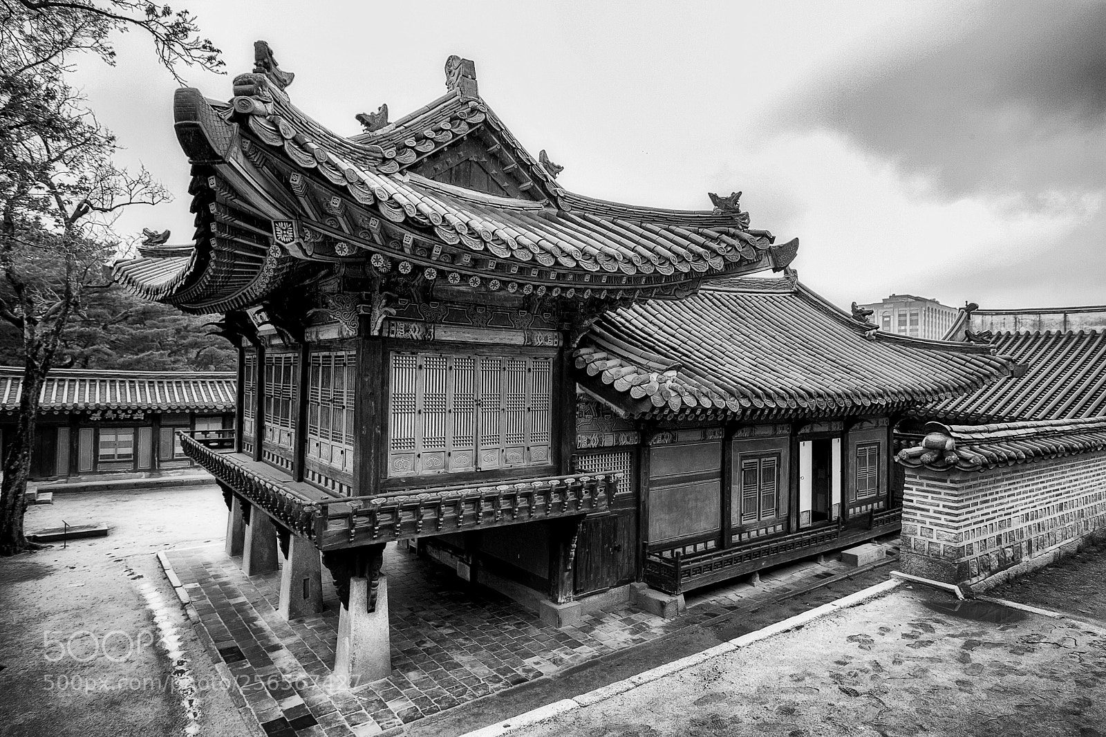 Canon EOS-1Ds Mark III sample photo. Prince study photography