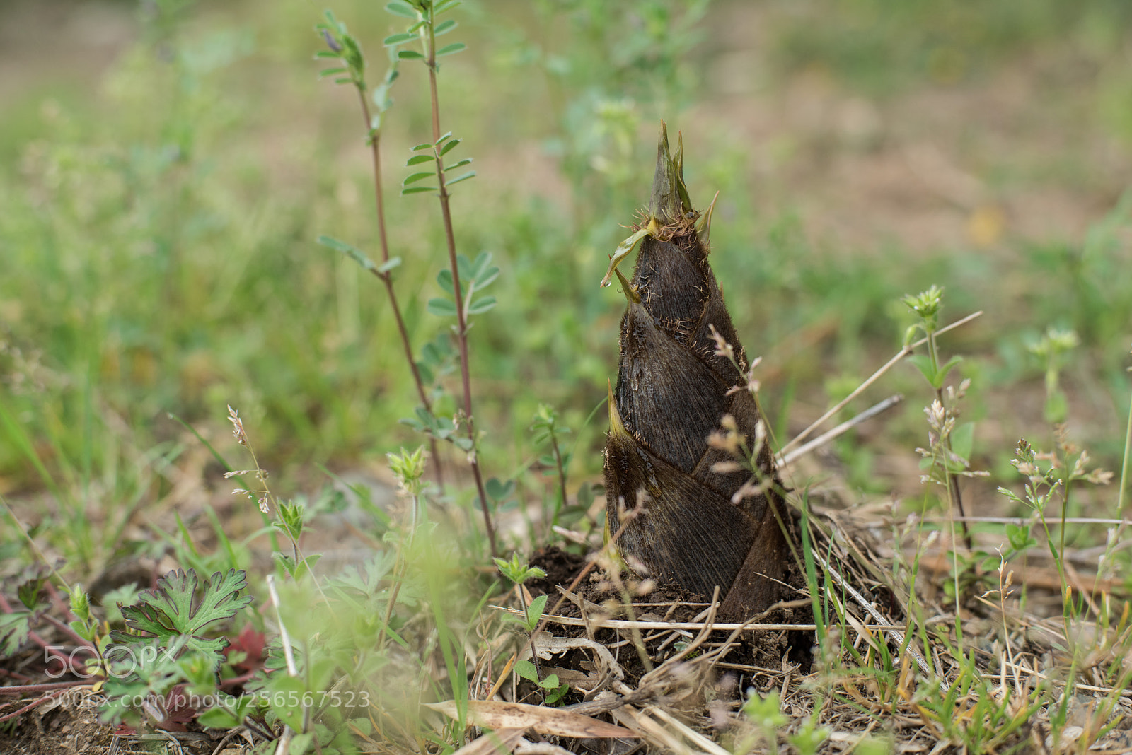 Nikon D810 sample photo. Bamboo shoot photography