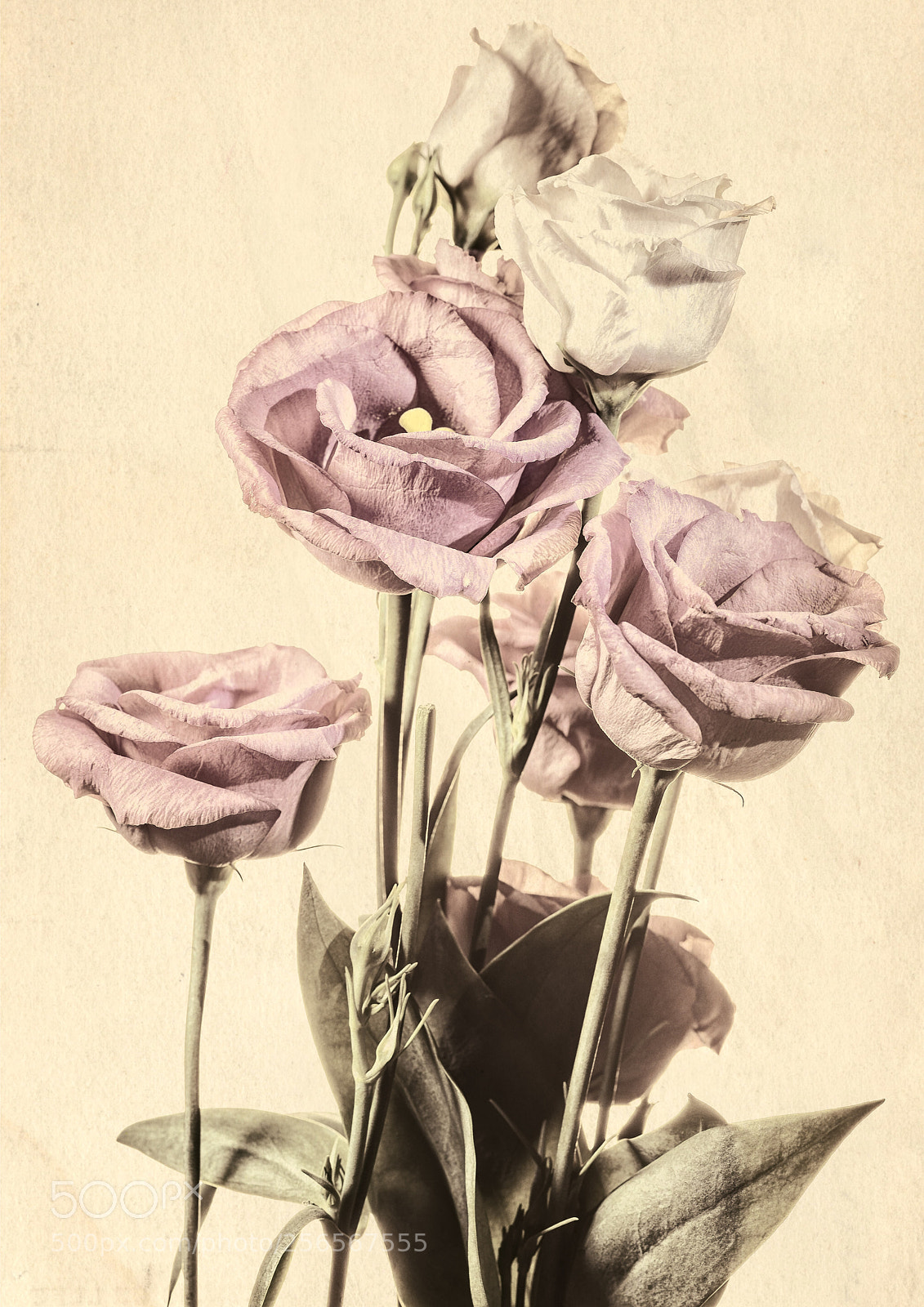 Nikon D610 sample photo. Lisianthus in pink and photography
