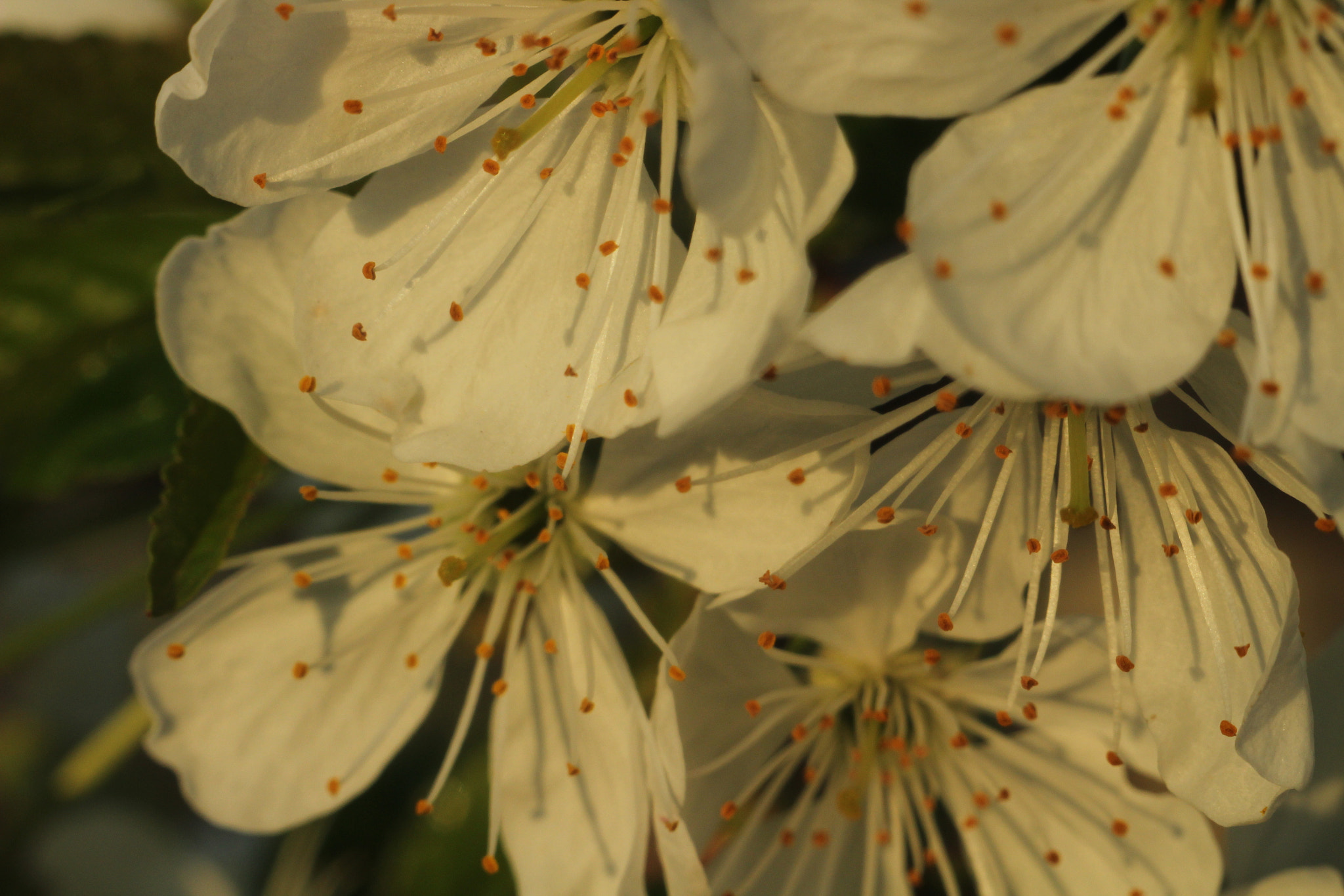 Canon EF 35-80mm f/4-5.6 sample photo. Cherry blossoms photography