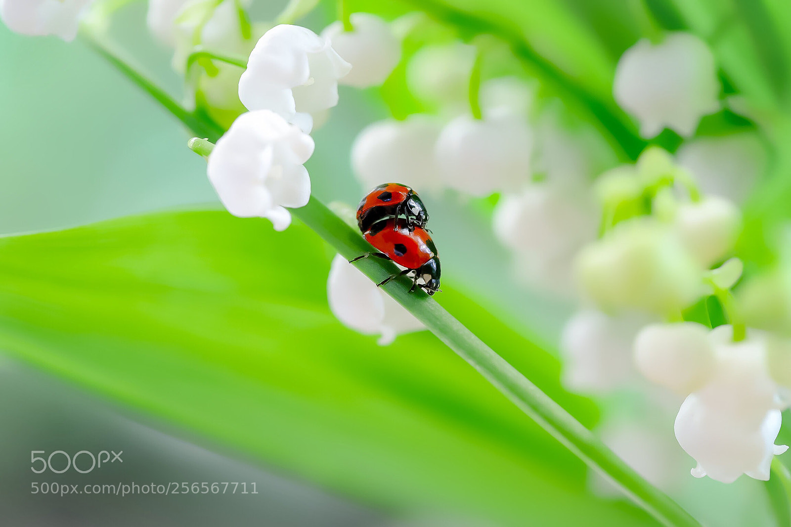 Canon EOS 6D Mark II sample photo. Blessings' bells ring for photography