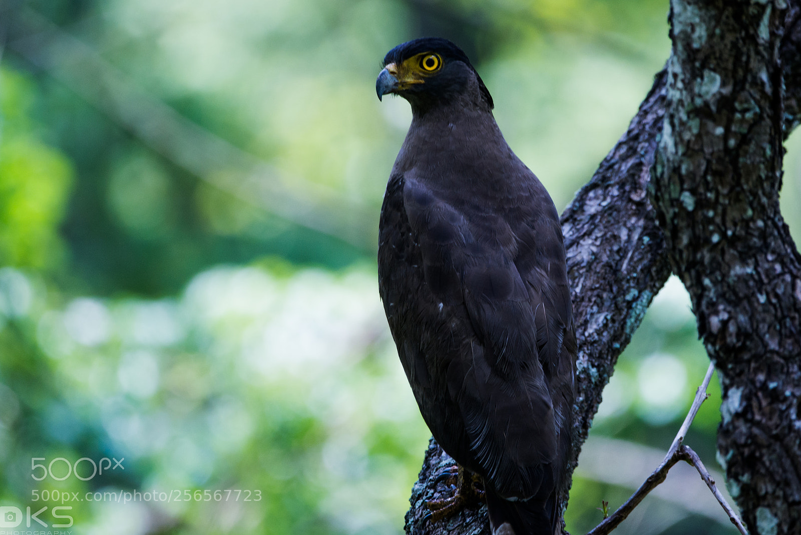 Nikon D610 sample photo. Eagle photography