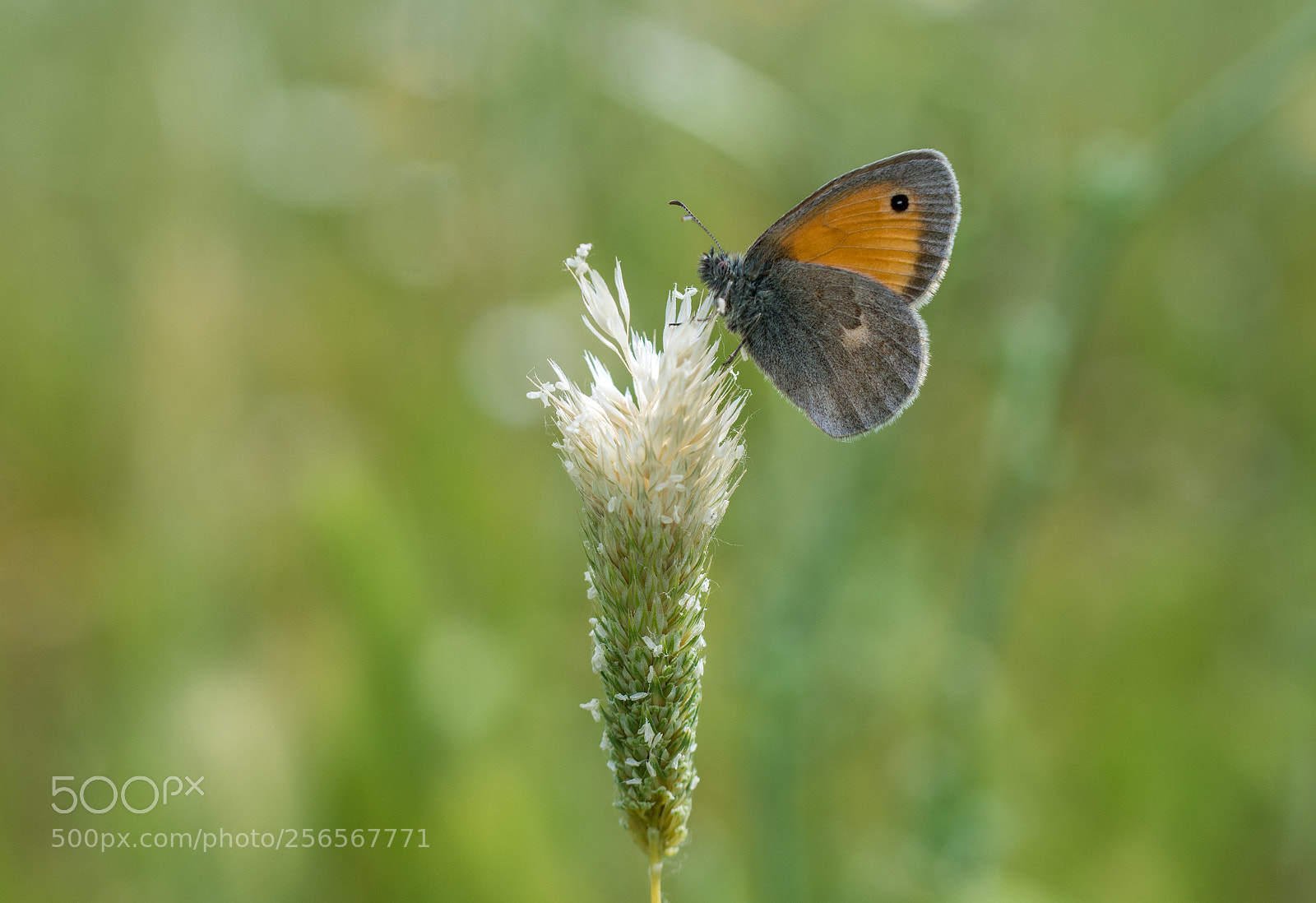 Nikon D7100 sample photo. Butterfly photography