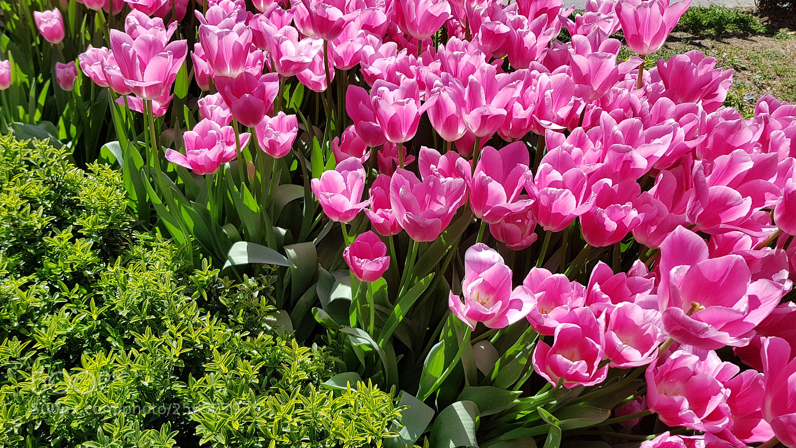 Samsung Galaxy S8+ sample photo. Spring is in the photography