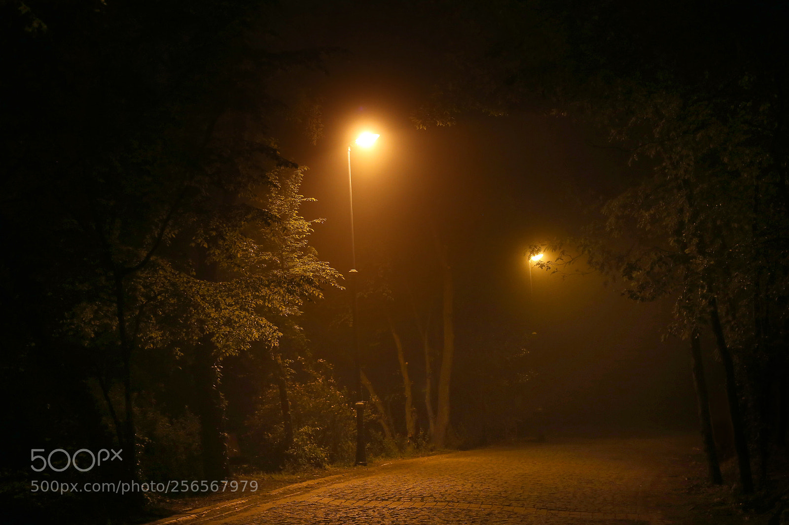 Canon EOS 6D sample photo. Fog/forest photography