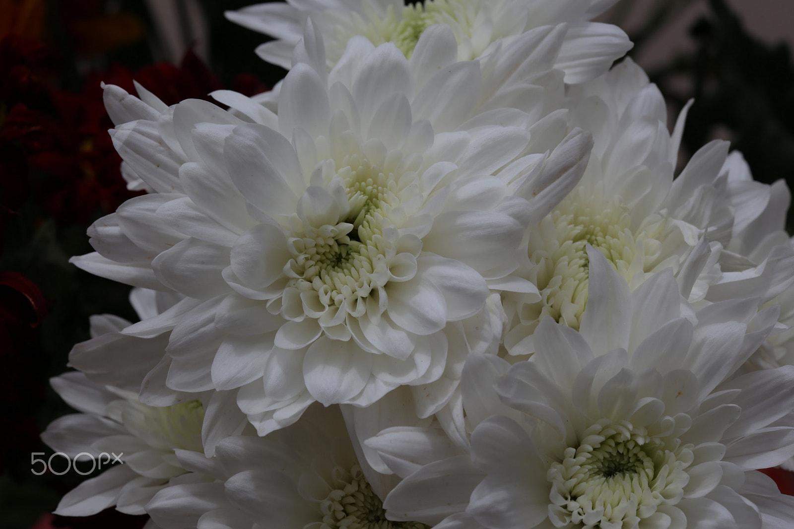 Canon EF 100mm F2.8 Macro USM sample photo. Color the day photography