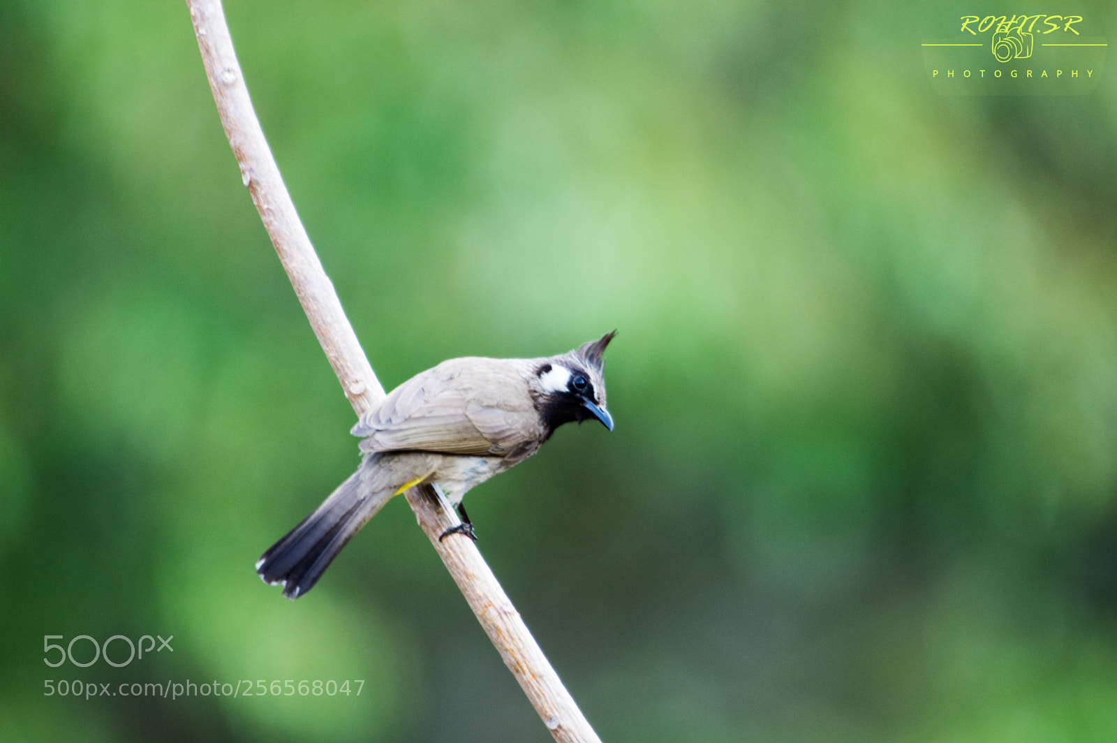 Nikon D3200 sample photo. Himalayan bulbul photography