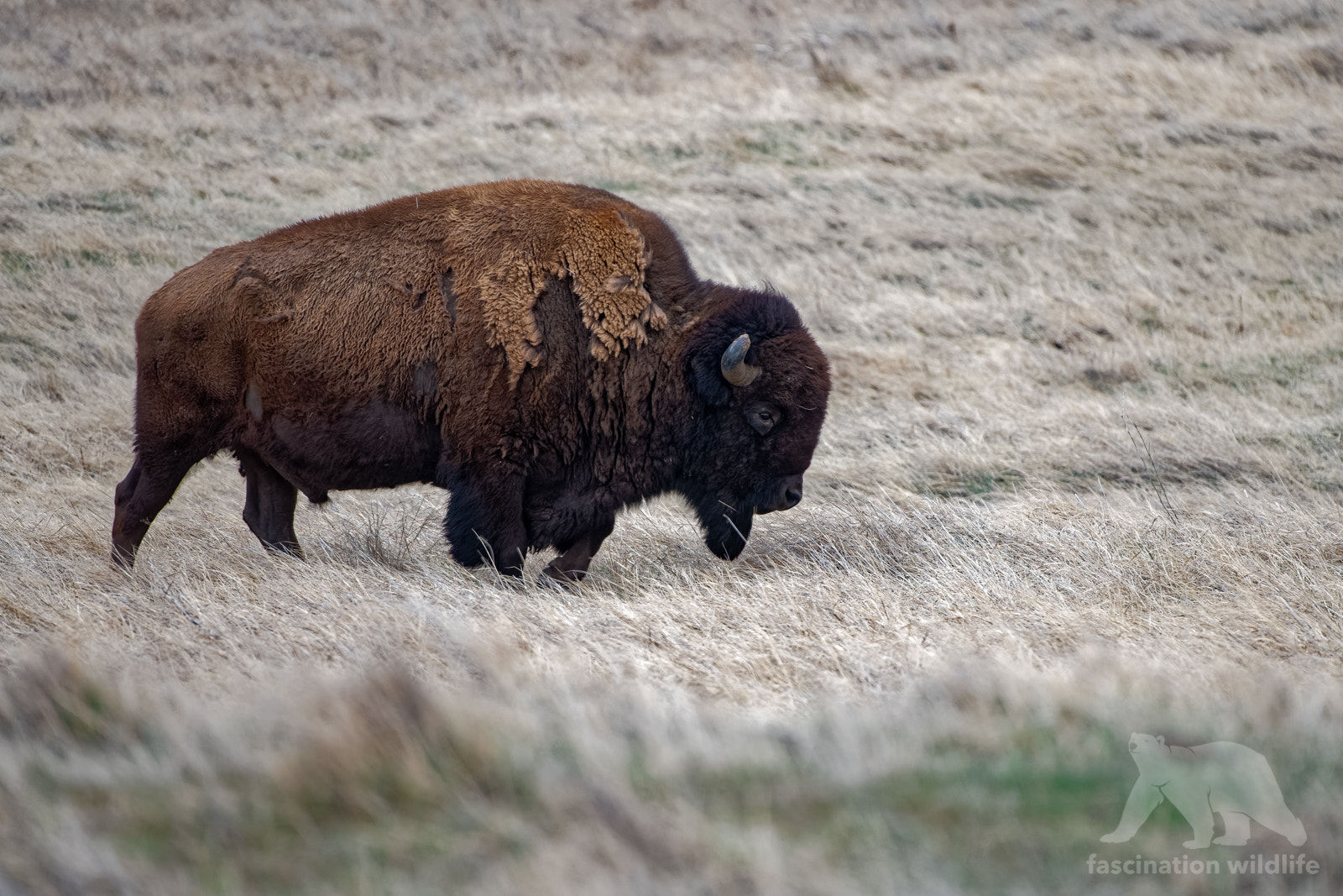 Nikon D850 + Sigma 150-600mm F5-6.3 DG OS HSM | S sample photo. Facing the wind photography