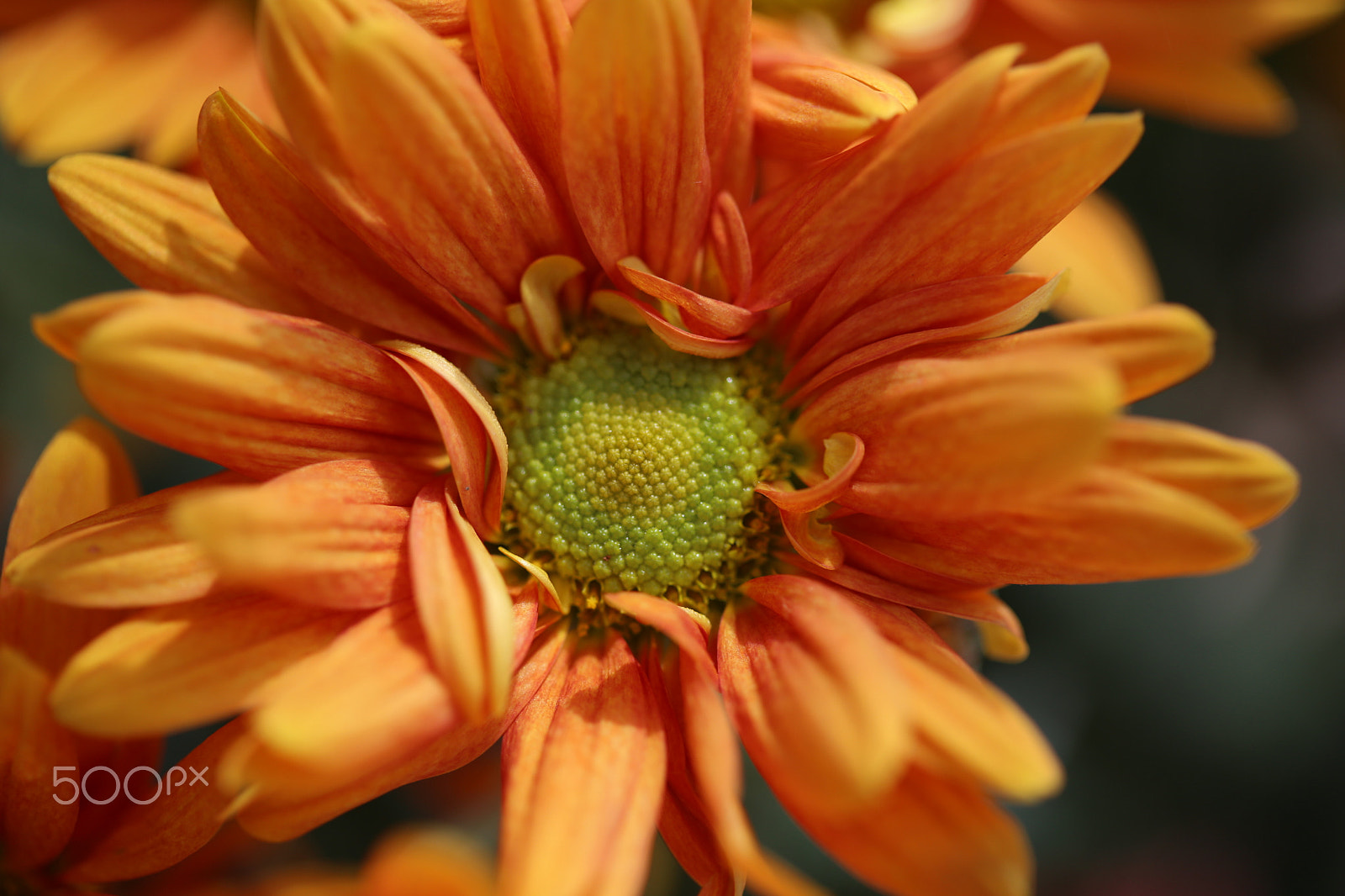 Canon EF 100mm F2.8 Macro USM sample photo. Color the day 2 photography