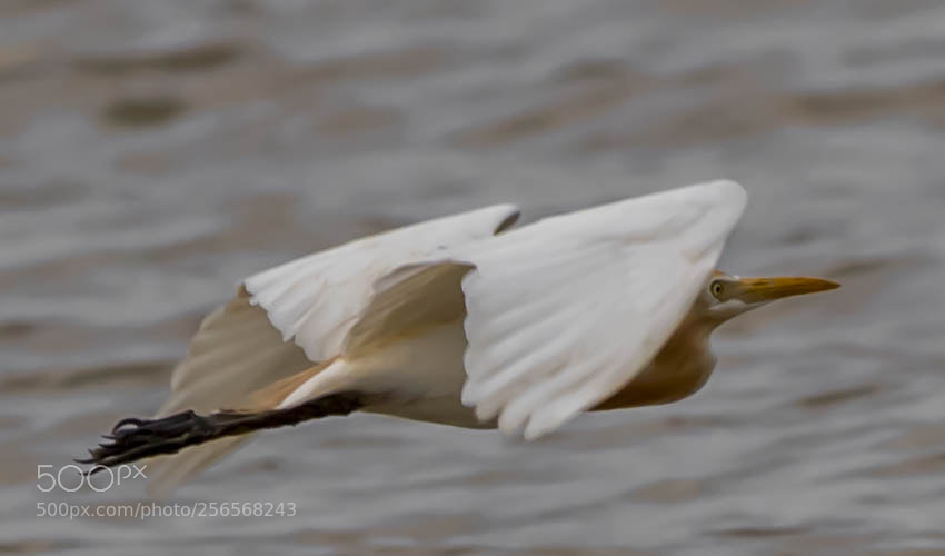 Nikon D5500 sample photo. Birds of kabini, karnataka photography