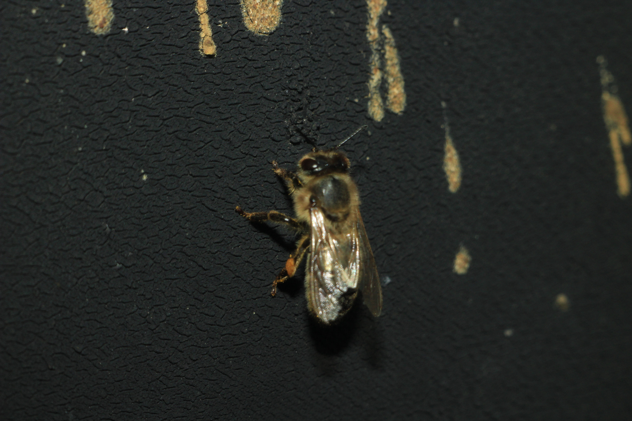 Canon EF 35-80mm f/4-5.6 sample photo. Honeybee photography