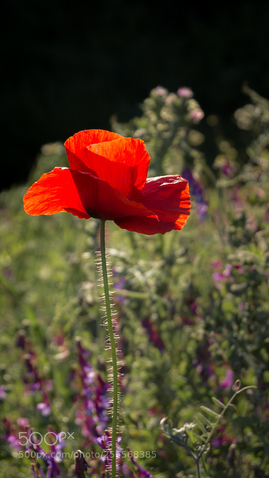 Nikon D3200 sample photo. Poppy flower photography