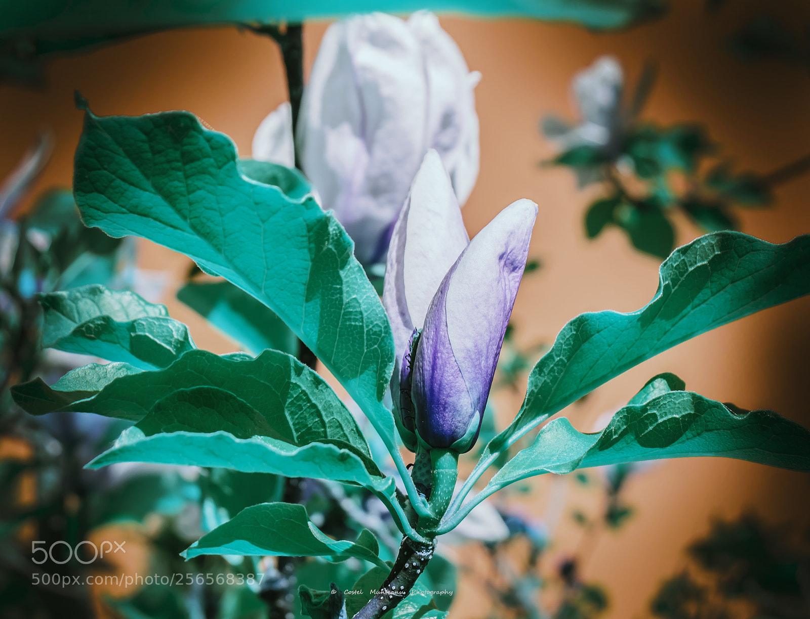 Nikon D3300 sample photo. ________magnolias 10.0 photography