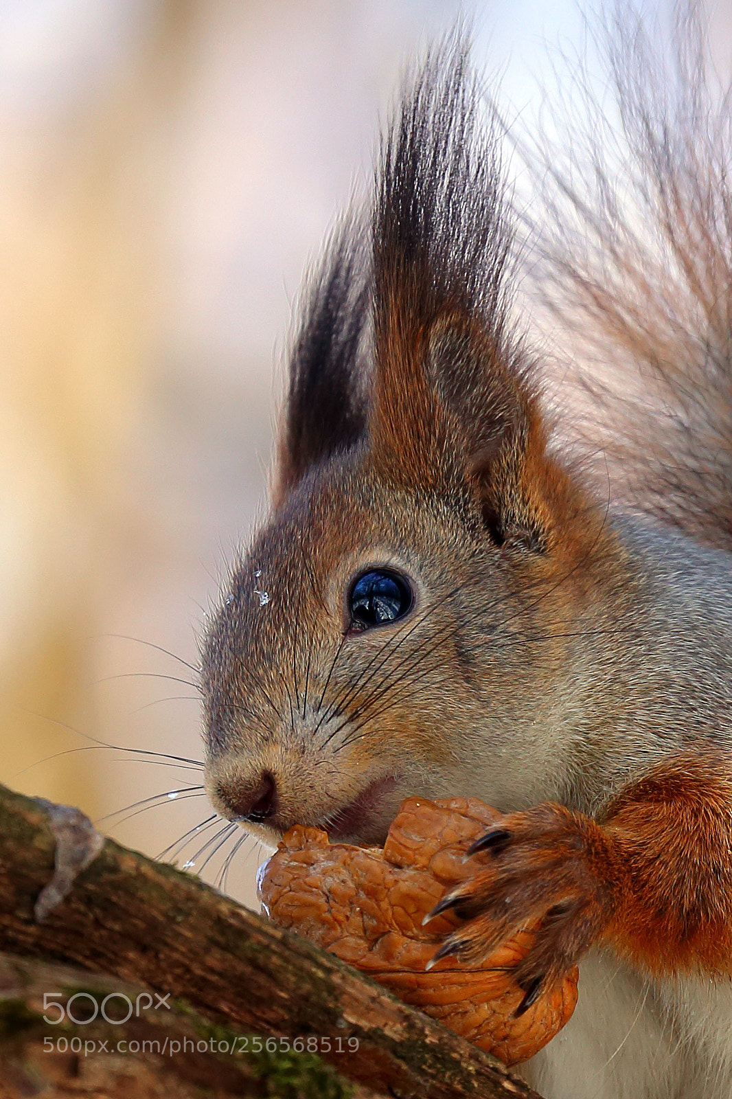 Canon EOS 6D sample photo. Squirrel photography