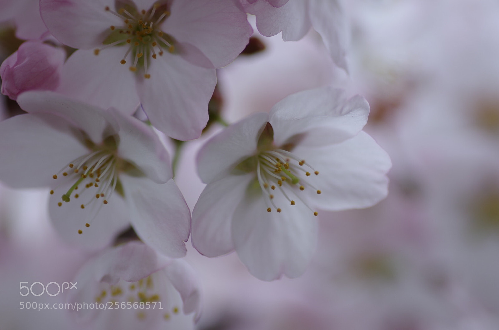 Pentax K-30 sample photo. Sakura photography
