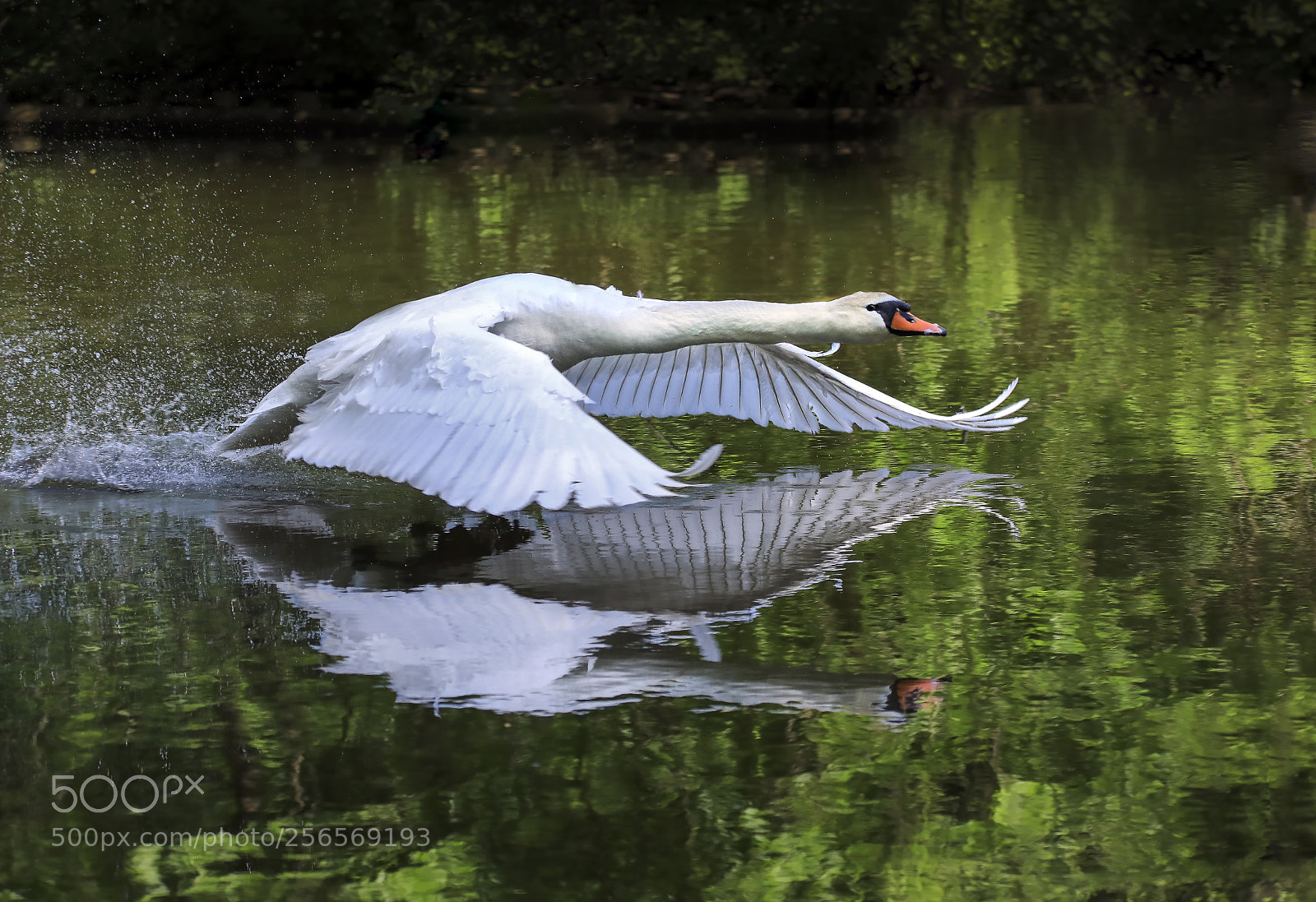 Canon EOS 5D Mark IV sample photo. Swan photography