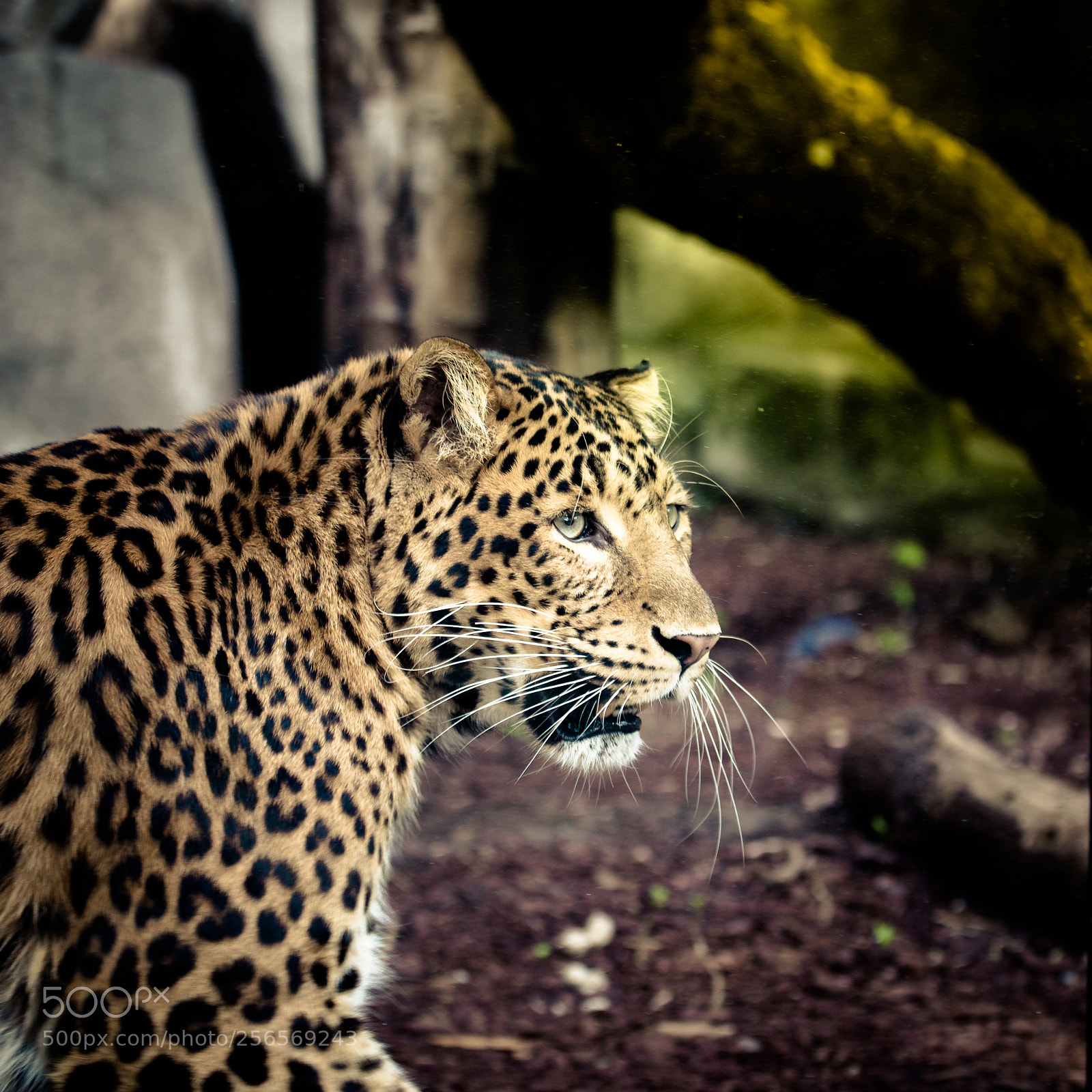Canon EOS 6D sample photo. Leopard photography