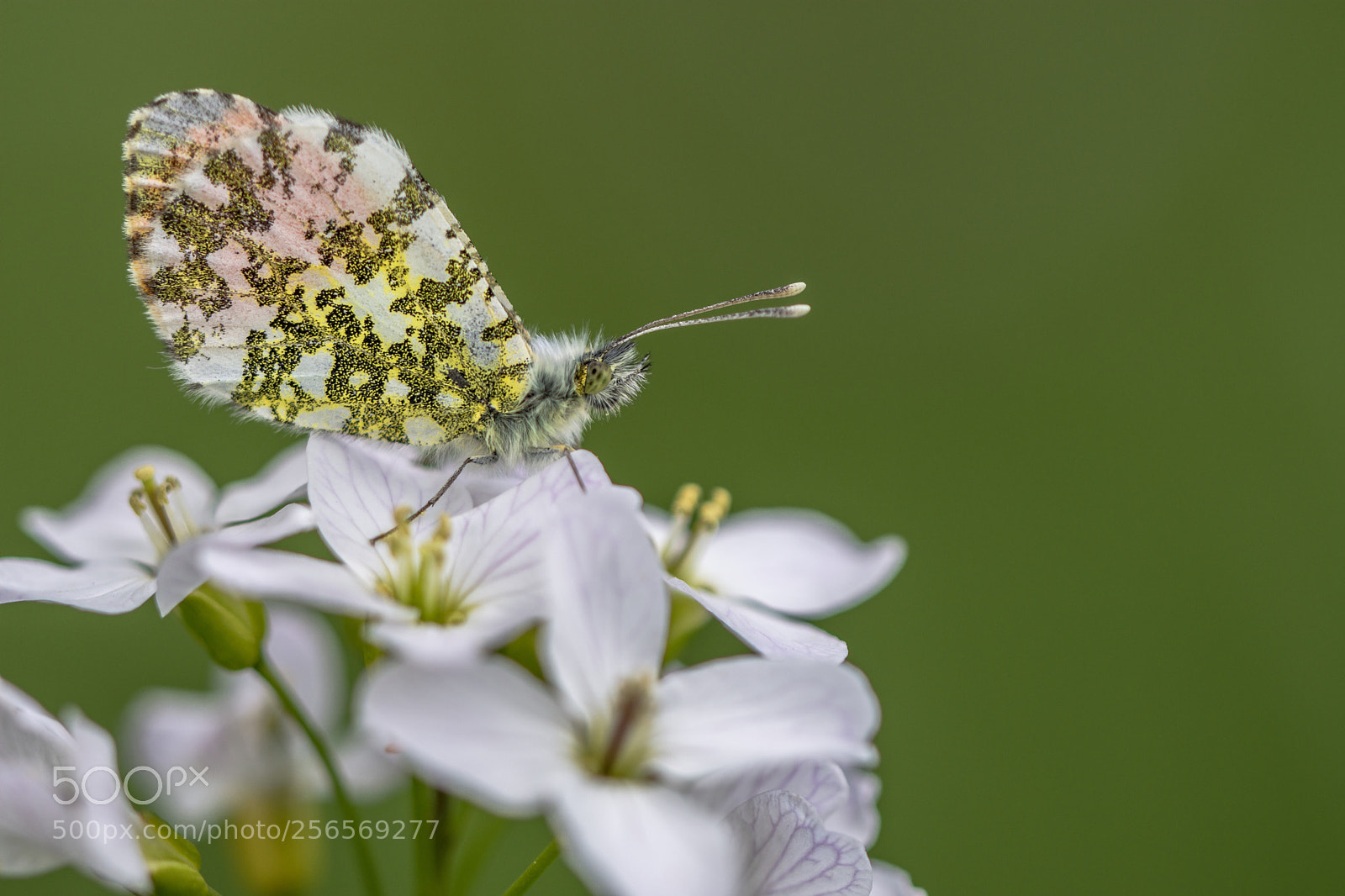 Nikon D7200 sample photo. Orange tip photography