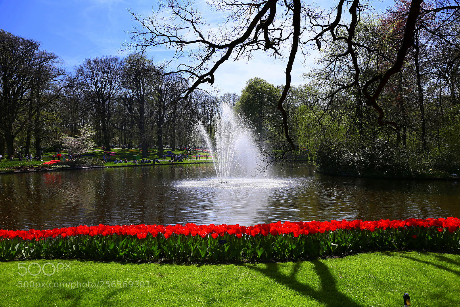 Canon EF 24-70mm F4L IS USM sample photo. Keukenhof photography