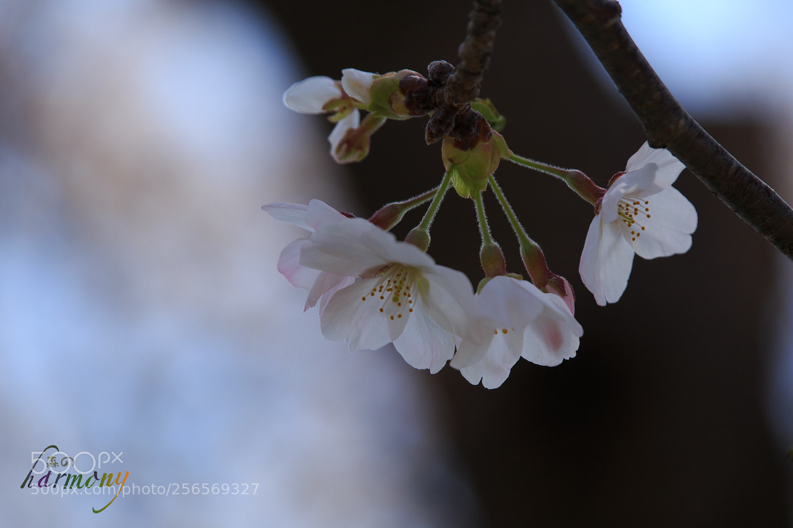Canon EOS 6D sample photo. Last sakura photography