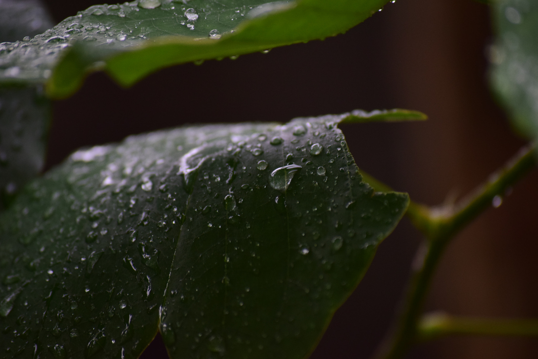 Nikon D3300 sample photo. Water pearls photography