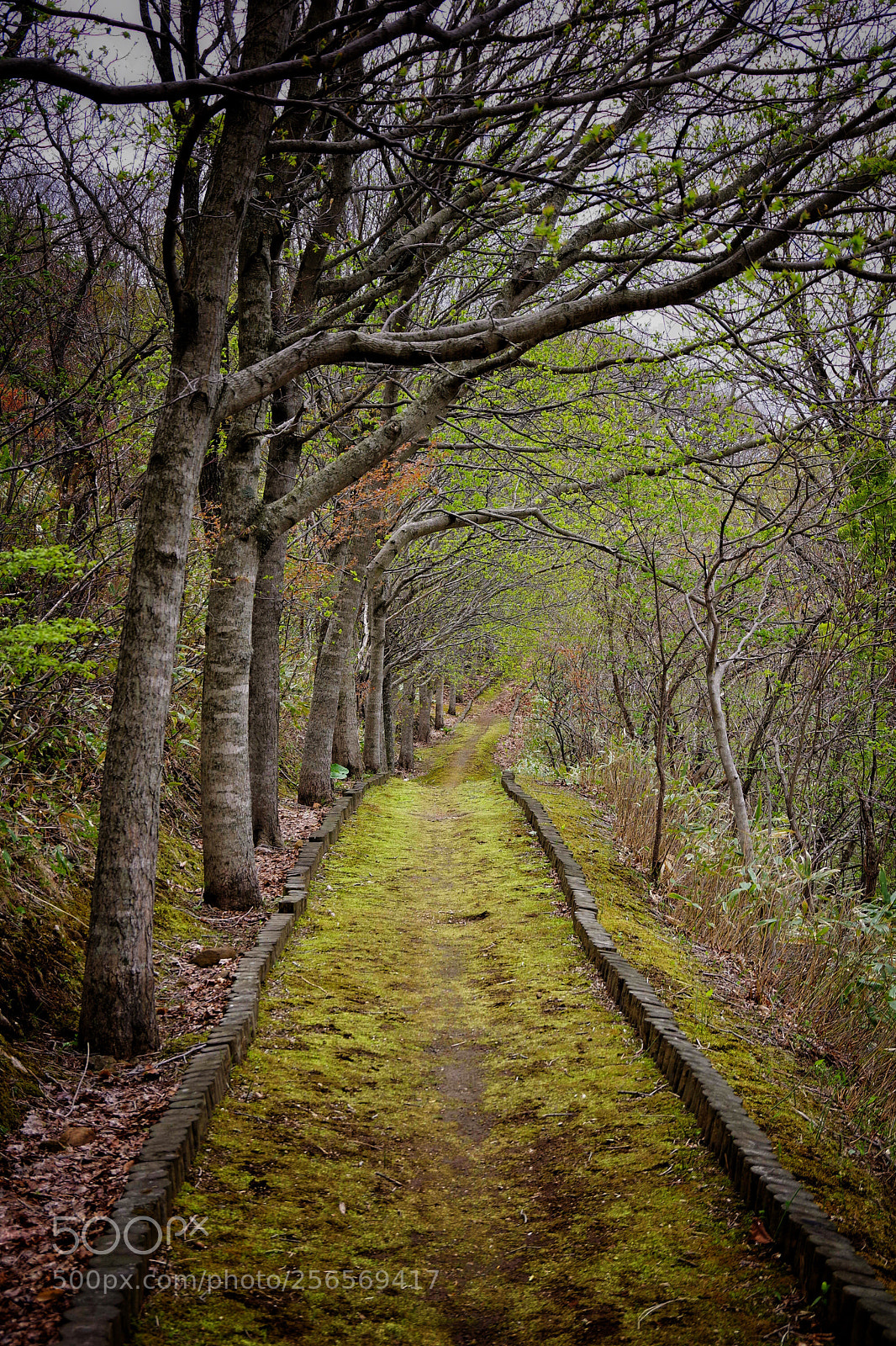 Pentax K-70 sample photo. Today's walking path photography