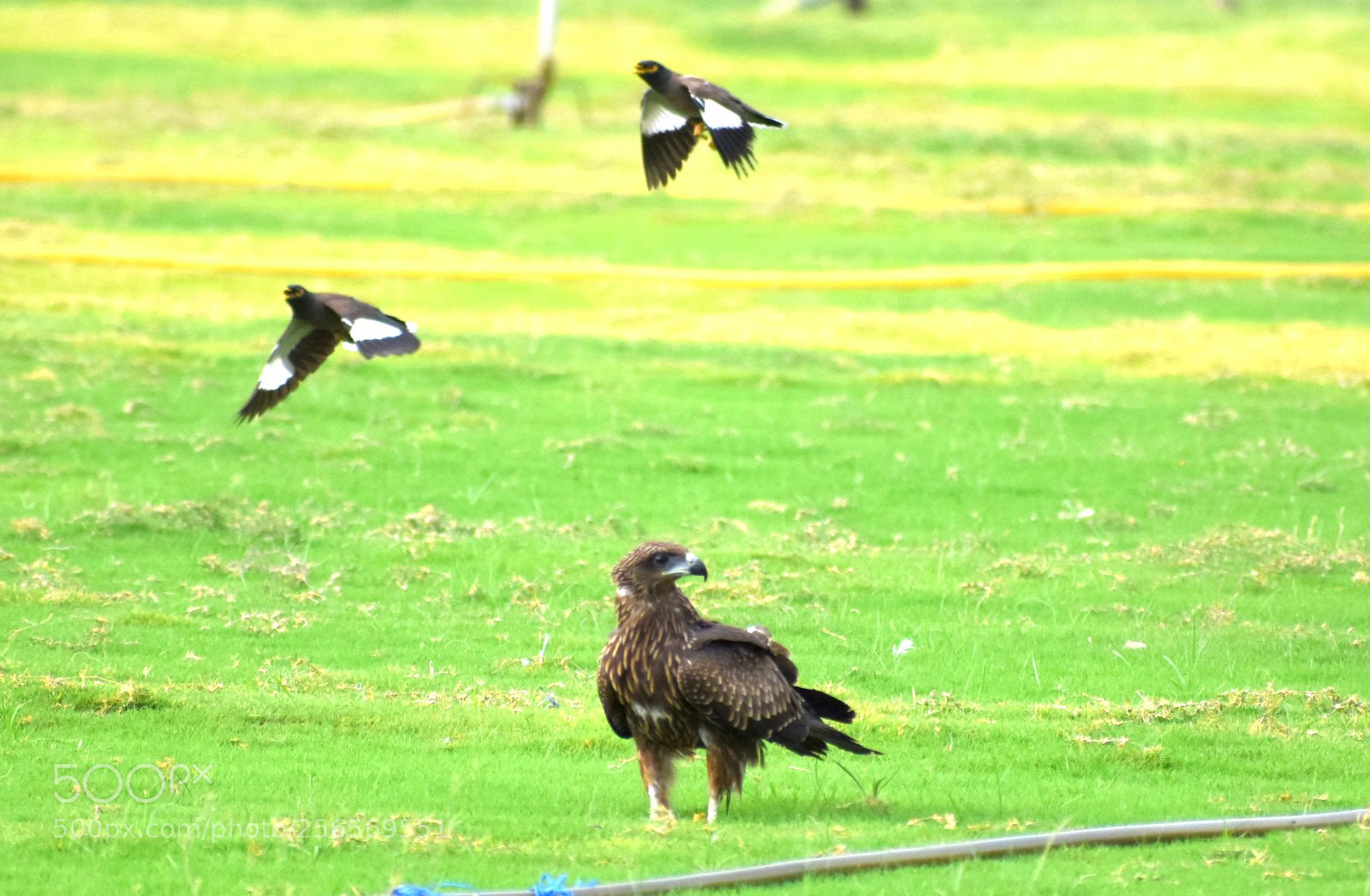 Nikon D7200 sample photo. Untitled photography