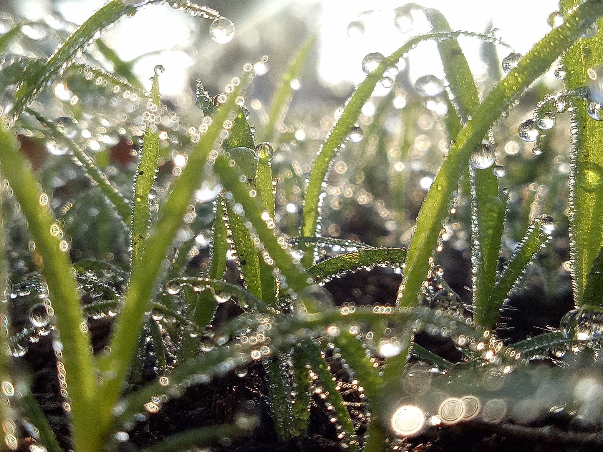 OPPO A1601 sample photo