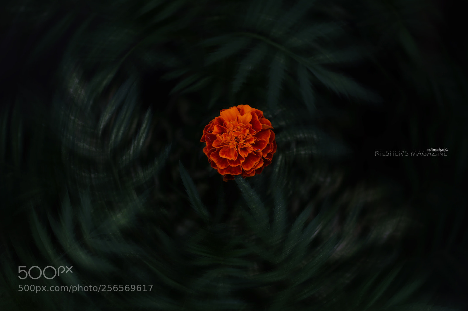Canon EOS 550D (EOS Rebel T2i / EOS Kiss X4) sample photo. Marigold (sayapatri) photography