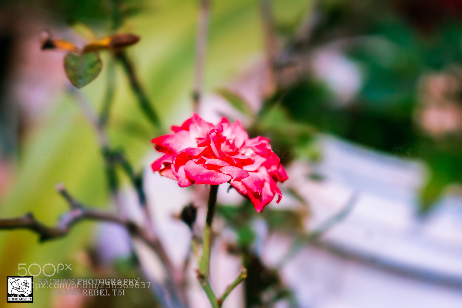 Canon EOS 700D (EOS Rebel T5i / EOS Kiss X7i) sample photo. Mg photography