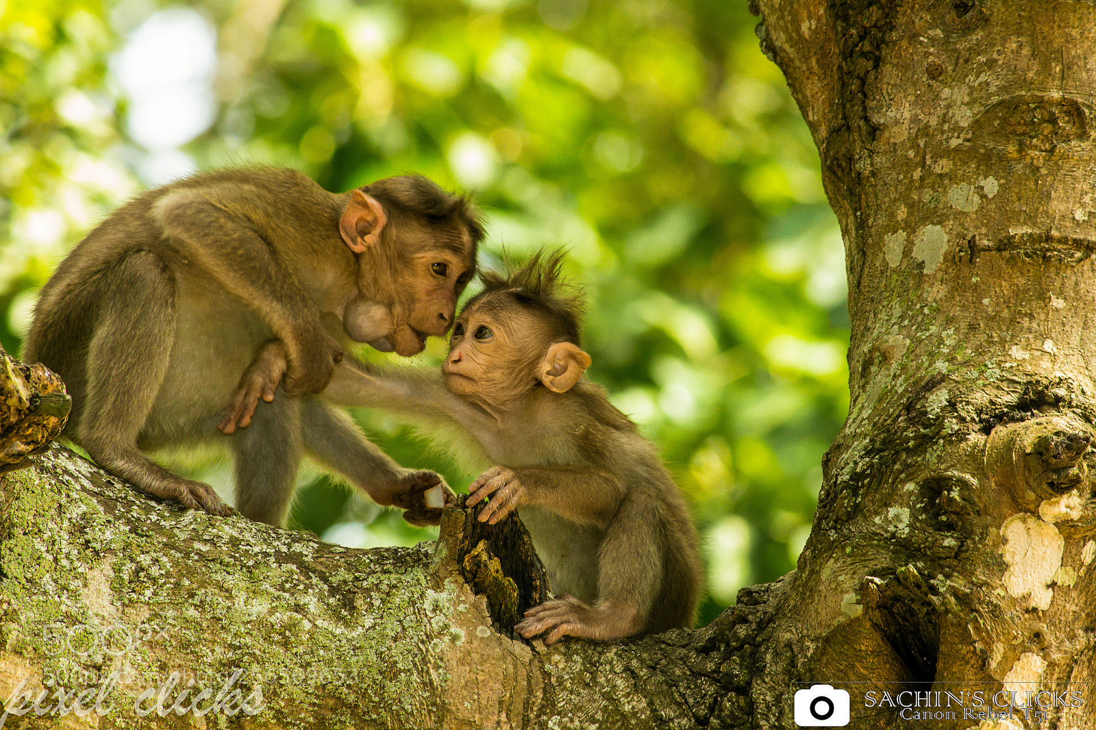 Canon EOS 700D (EOS Rebel T5i / EOS Kiss X7i) sample photo. Monkey photography