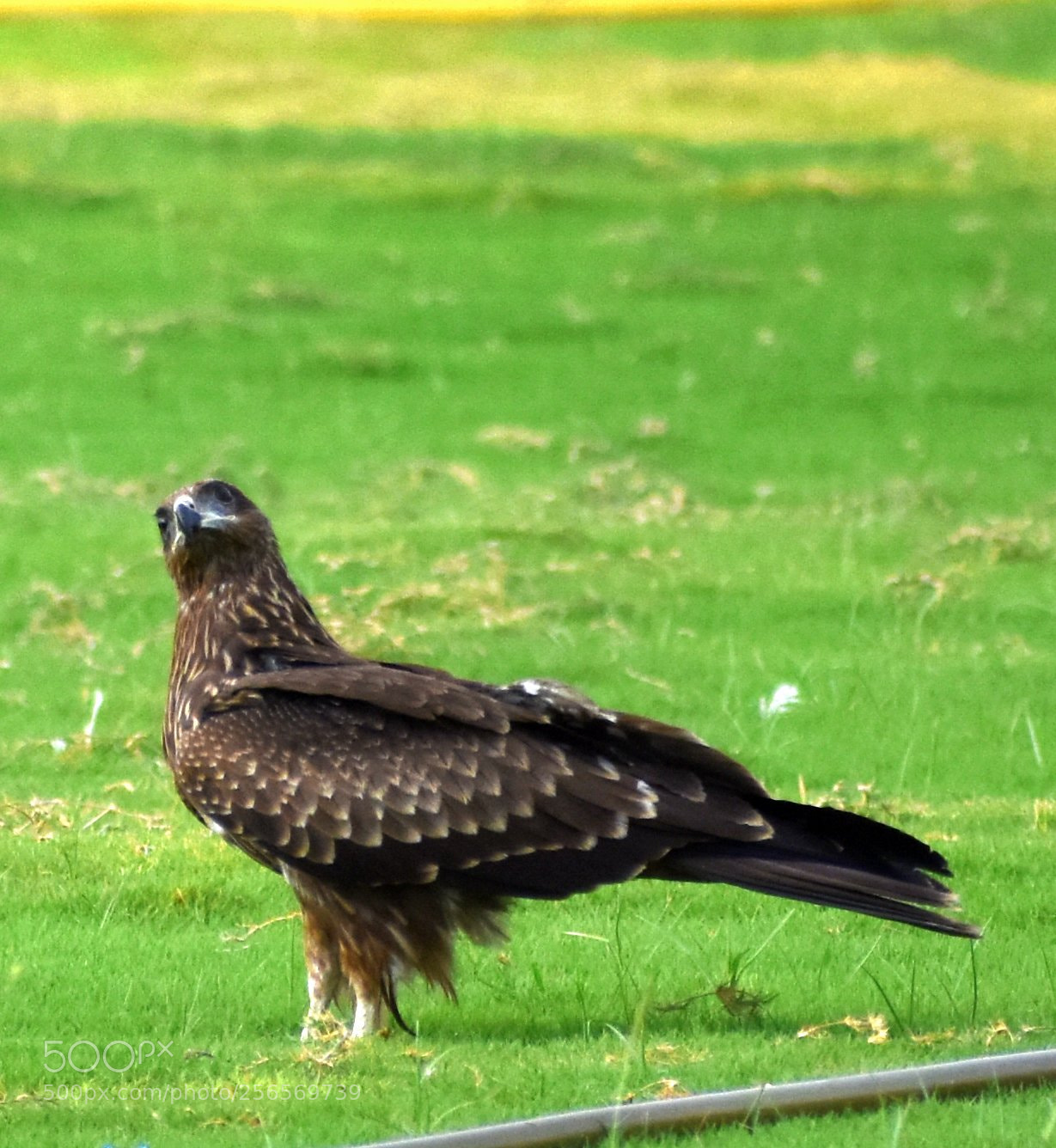 Nikon D7200 sample photo. Untitled photography