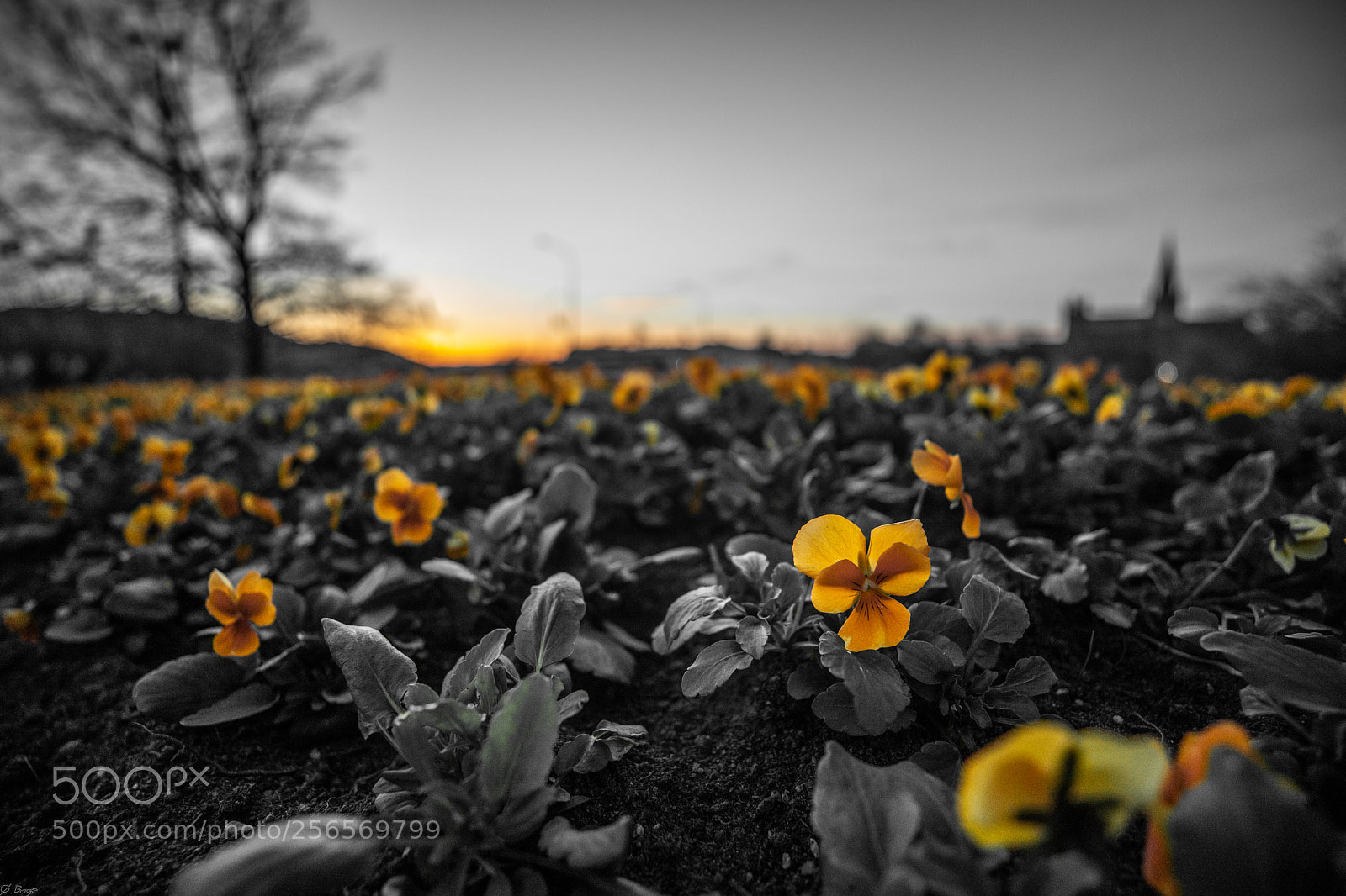 Canon EOS 5D Mark IV sample photo. Flower sunset photography