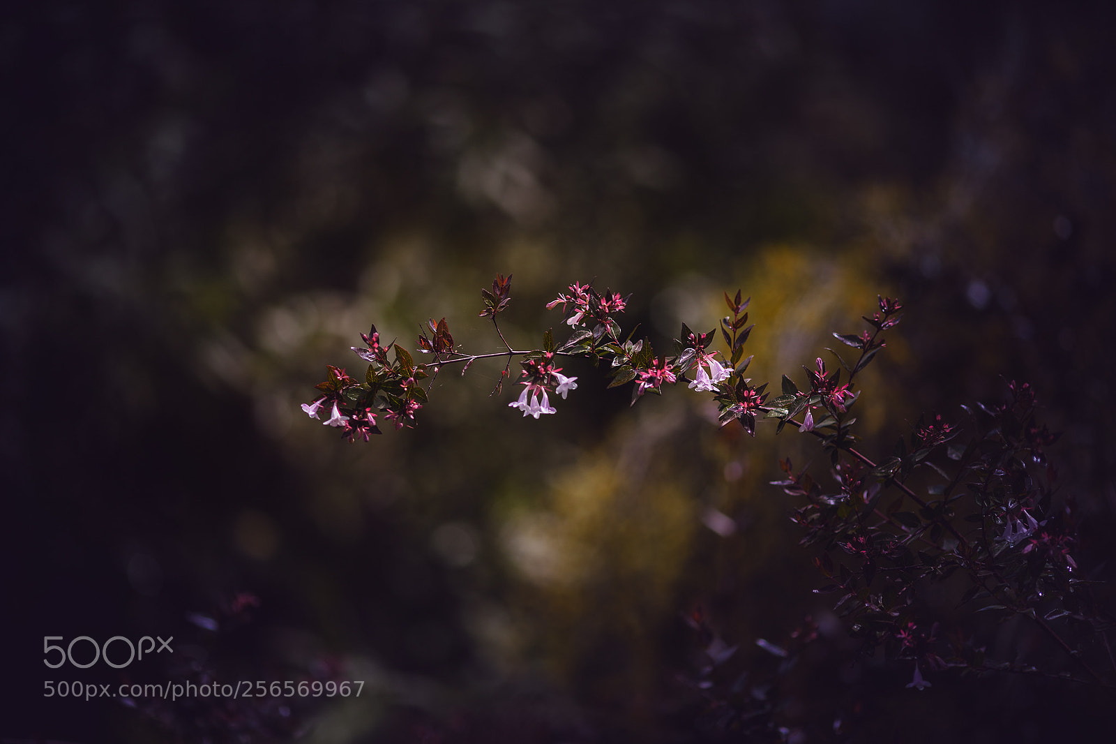 Canon EOS 5D Mark II sample photo. In and out photography
