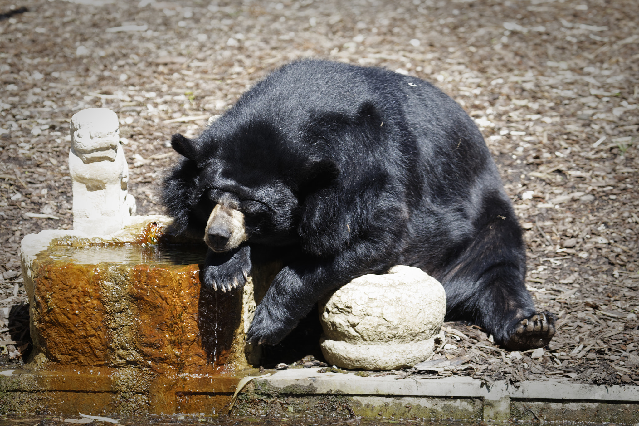 Canon EOS 6D + Canon EF 100-400mm F4.5-5.6L IS USM sample photo. 6d_8733 - brown bear photography